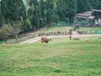 Cloudy Meadows and Friendly Sheep at Qingjing Farm