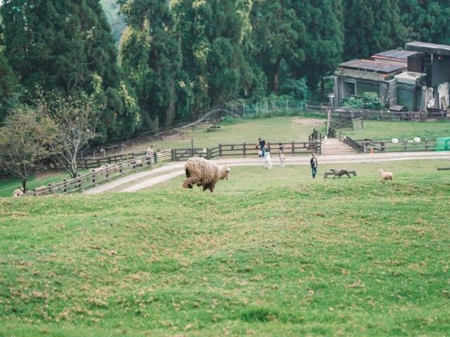 Cloudy Meadows and Friendly Sheep at Qingjing Farm