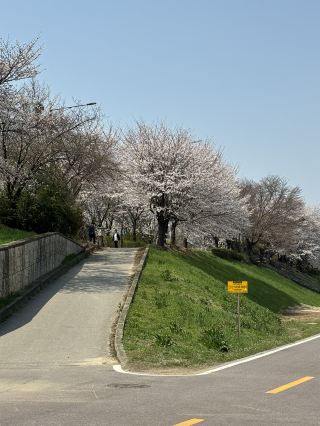 Gwangmyeong cherry blossoms🌸