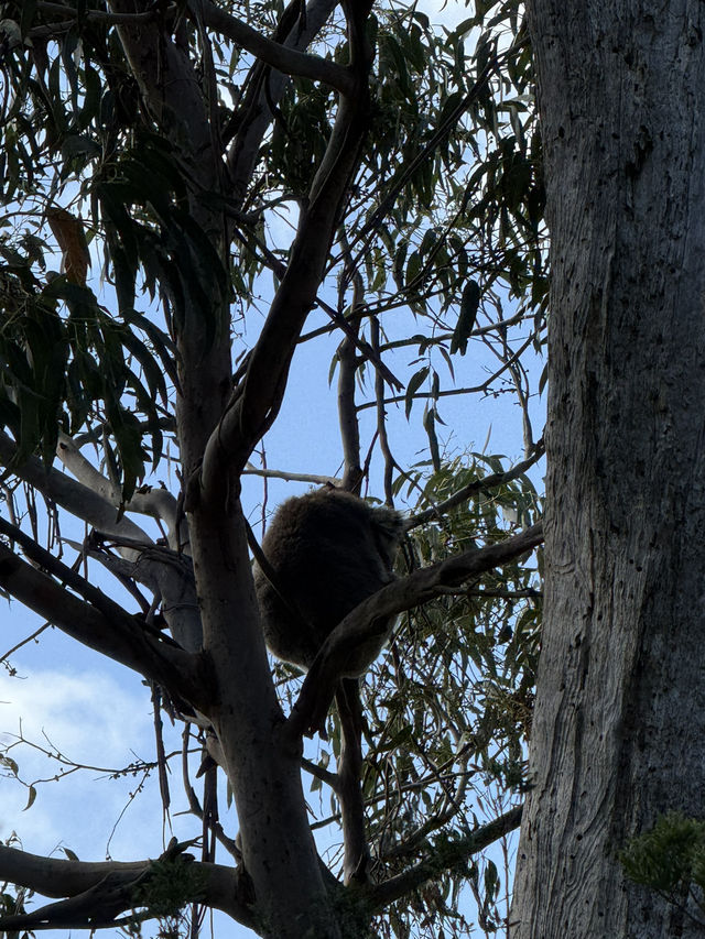 2D1N Great Ocean Road Adventure: Koalas, Coastal Views & Hidden Gems 🐨🌊