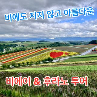 A beautiful Biei Furano tour that doesn't lose to the rain