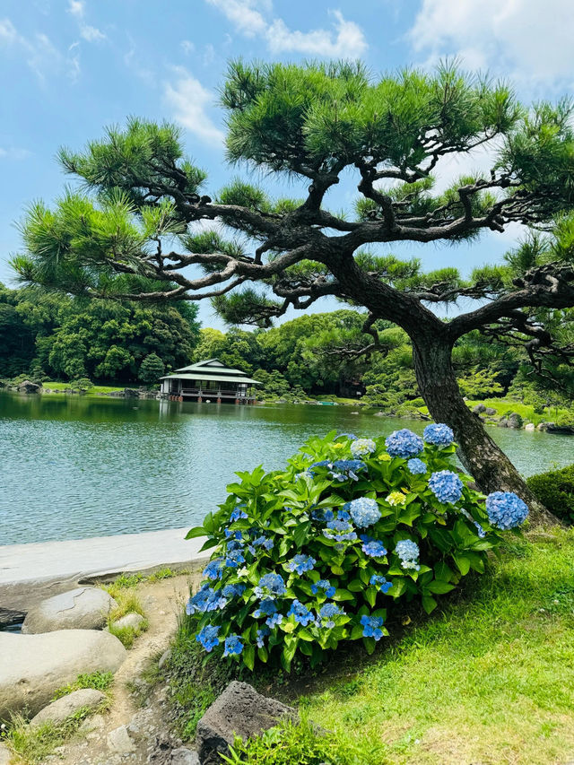 【清澄庭院｜東京深巷裡的幽靜庭園】