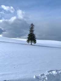 올 겨울은 일본 눈의 낭만, 홋카이도에서 보내보세요! ❄️