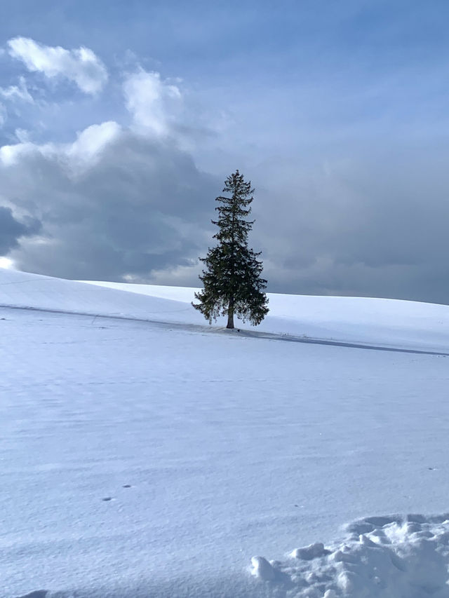 올 겨울은 일본 눈의 낭만, 홋카이도에서 보내보세요! ❄️
