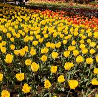 🌷横浜公園のチューリップと近場観光の組み合わせプラン