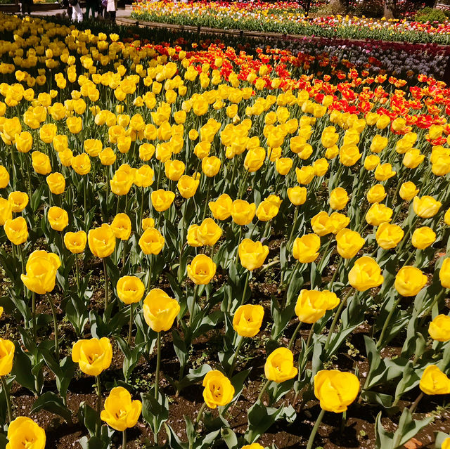 🌷横浜公園のチューリップと近場観光の組み合わせプラン