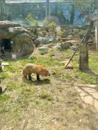 【韓国🇰🇷光州/動物園🦓】 우치공원동물원 全て無料でこのクオリティ‼️😳