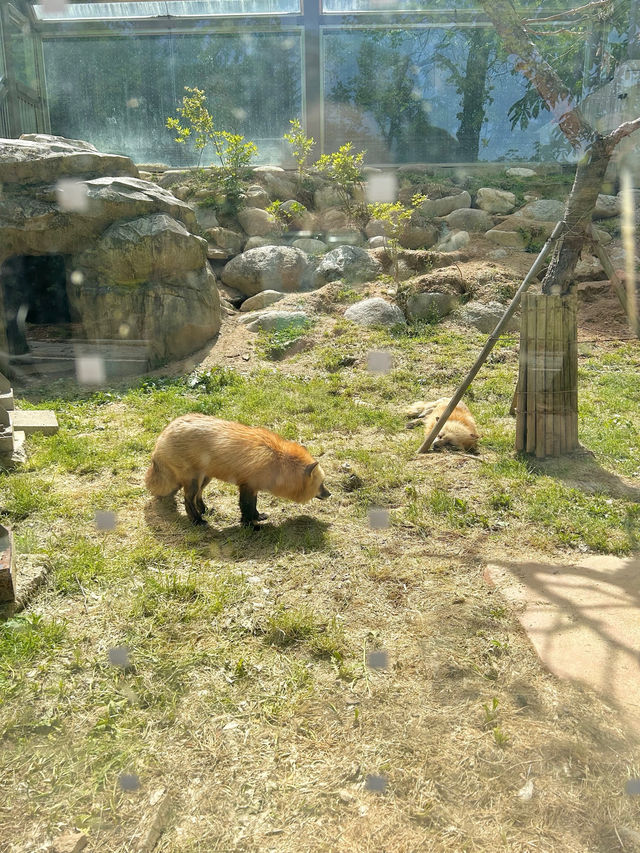 【韓国🇰🇷光州/動物園🦓】 우치공원동물원 全て無料でこのクオリティ‼️😳