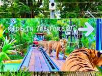 與猛獸近距離接觸的芭提雅老虎園 Tiger Park Pattaya
