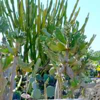 Auckland Botanic Gardens – A Living Treasure of Flora