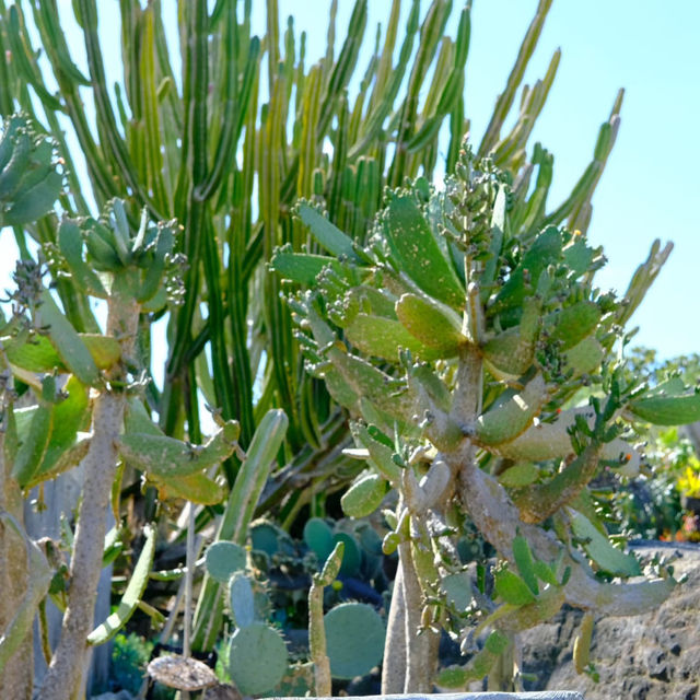 Auckland Botanic Gardens – A Living Treasure of Flora