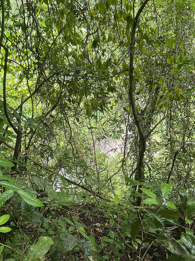 Jungle Escape🌿