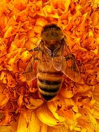 Botanic Bliss🌿 Denver Botanic Gardens – A Living Tapestry of Nature🌱