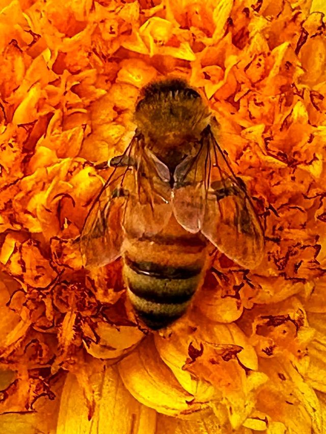 Botanic Bliss🌿 Denver Botanic Gardens – A Living Tapestry of Nature🌱 Botanic Bliss🌿 Denver Botanic Gardens – A Living Tapestry of Nature🌱