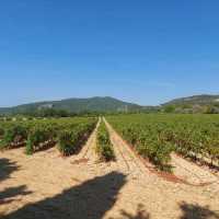 Discovering the Heart of Provence in Vaucluse