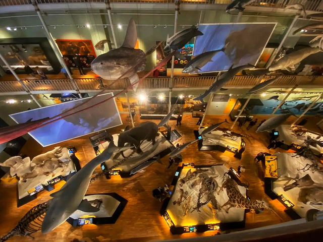 🏛️ Discover Wonders at the National Museum of Scotland ✨  🏛️ Discover Wonders at the National Museum of Scotland ✨