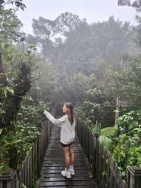 Step Into a Fairytale: Exploring Cameron Highlands’ Mossy Forest