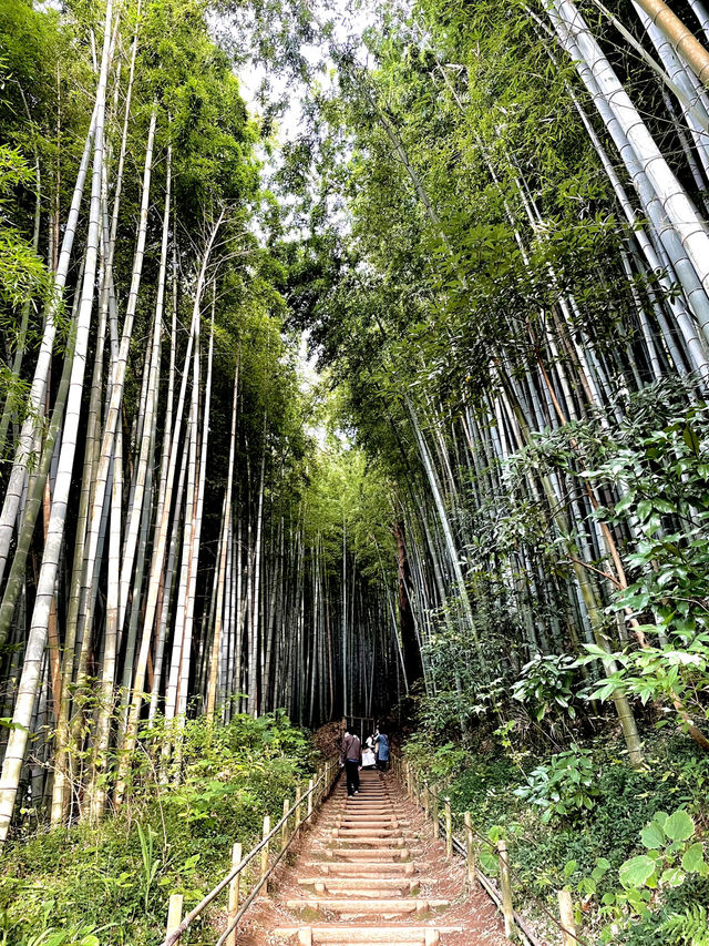 歴史ロマンを感じる竹林の小道