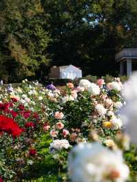 温室がリニューアル！珍しい熱帯植物 今からは秋薔薇も・・