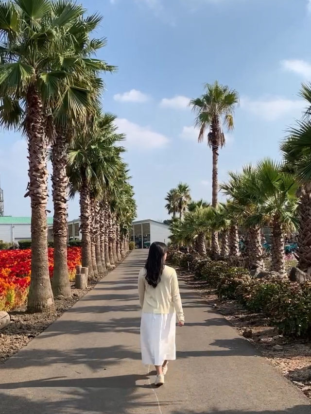 제주 가을꽃 무료로 볼 수 있는 농업기술원서부농업기술센터