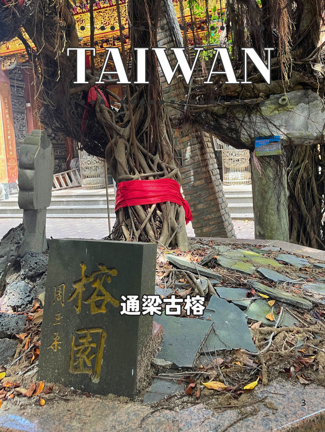 【台湾 澎湖】🌳緑の天蓋に包まれる──西嶼「通梁古榕」