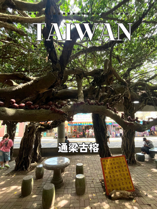 【台湾 澎湖】🌳緑の天蓋に包まれる──西嶼「通梁古榕」