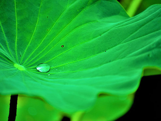 SSR Botanic Garden - Mauritius 