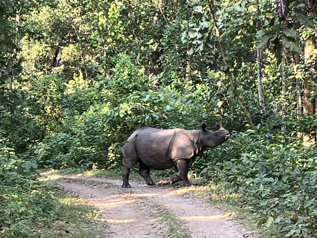 🐘 野生動物と出会う旅！チトワン国立公園のジープサファリ体験ガイド 🌿