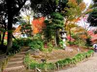 ชมใบไม้เปลี่ยนสีที่ Kyu Furukawa Gardens
