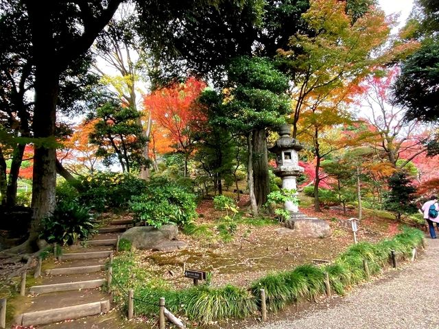 ชมใบไม้เปลี่ยนสีที่ Kyu Furukawa Gardens