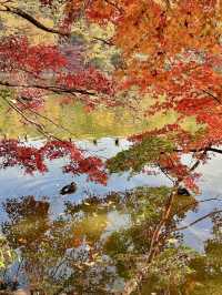 Peaceful Autumn Walk at Igashira Park