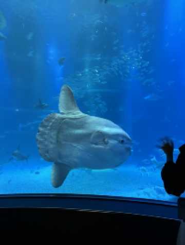 OSAKA : 1 Day trip Kaiyuka aquarium
