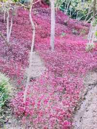 Wonders of The Great Asia Africa