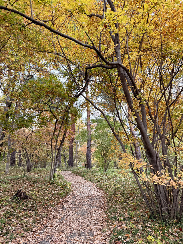 A Quiet Autumn Escape Inside the Imperial Palace
