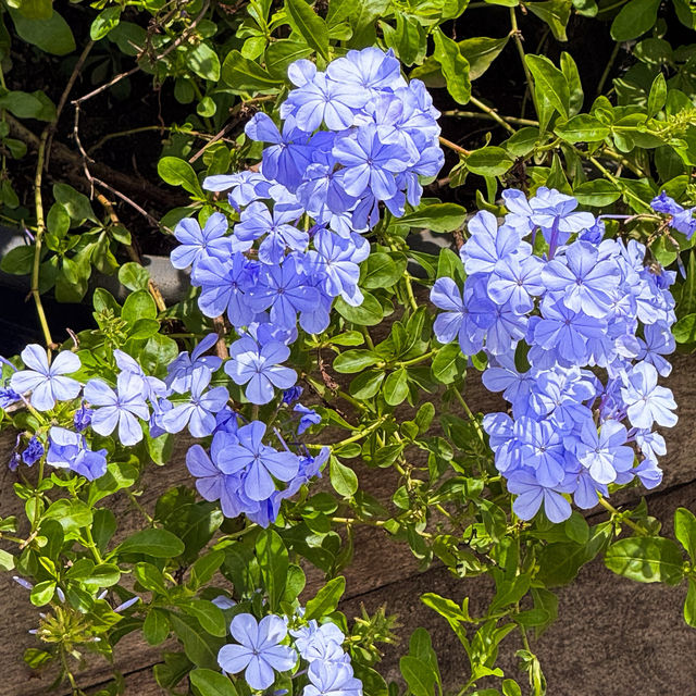 คาเฟ่สโลว์บาร์เล็กๆ สไตล์โฮมมี่สุดชิล #เชียงใหม่ ☕️ คาเฟ่สโลว์บาร์เล็กๆ สไตล์โฮมมี่สุดชิล #เชียงใหม่ ☕️