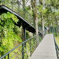 Mist & Morning Brews