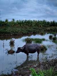 Hoi An 2 Days Travel Guide