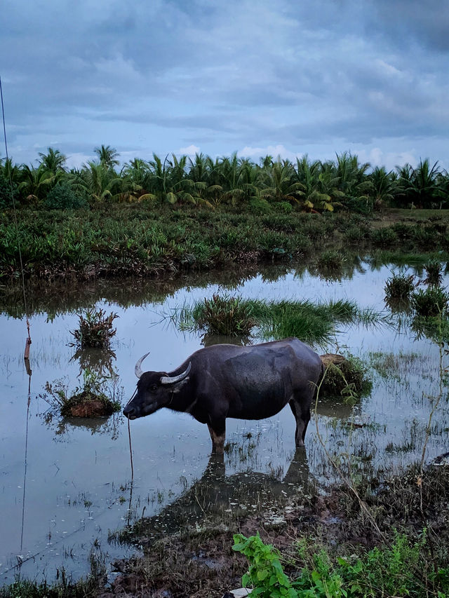 Hoi An 2 Days Travel Guide Hoi An 2 Days Travel Guide