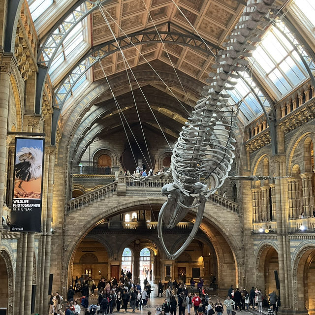 런던 자연사박물관 2026 완벽 가이드 !