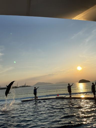 幻想的すぎて現実とは思えない！四国水族館の夏季限定サンセットイルカ