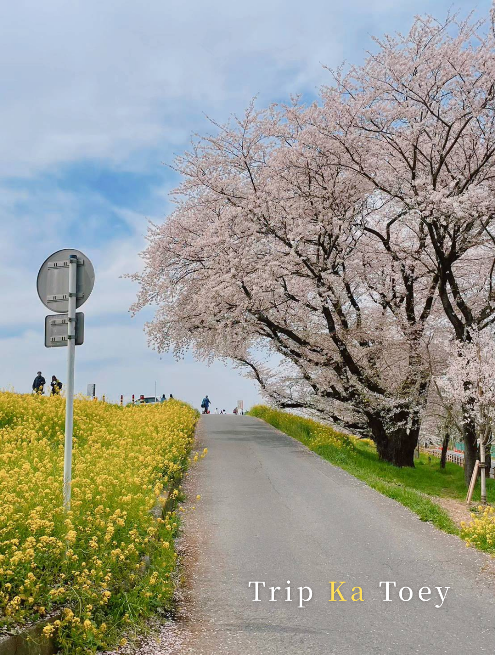 2026 熊谷桜堤 | 熊谷観光スポットの観光ガイドと旅行体験 | Trip Moments