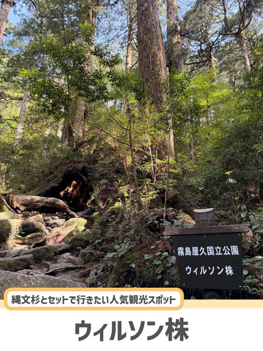 屋久島】ハートが見える神秘の巨木? | Trip.com 屋久島町