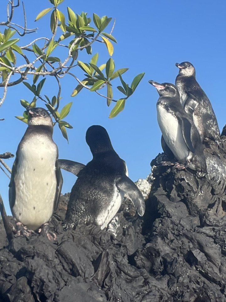 ガラパゴス諸島 7日間 おすすめスポット | Trip.com ガラパゴス