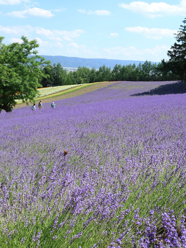 北海道】7月ファーム富田のラベンダー畑 | Trip.com 中富良野町