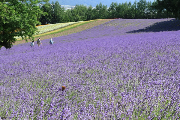 北海道】7月ファーム富田のラベンダー畑 | Trip.com 中富良野町