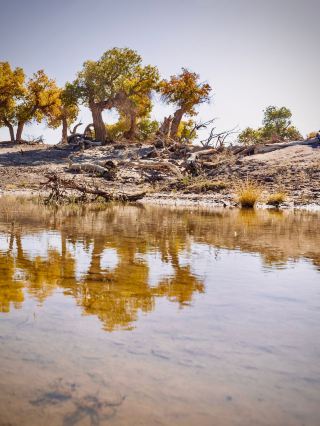 Xinjiang’s Aral Sleep Populus Euphratica Valley First Division Reclamation Road Sunset