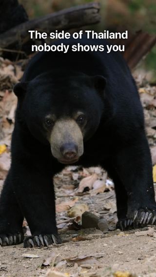 Thailand: A Wild Bear Walked Up to Our Tent 🐻⛺