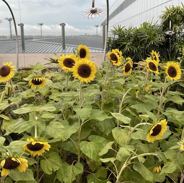 Sunflower Garden @ Changi Airport T2 transit