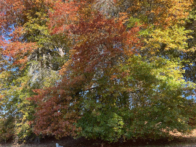 Adelaide 紅葉🍁秘景