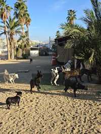 Wanna hike to the edge of the Earth…WITH DOGS? You can in Cabo 🐾🌊🔥
